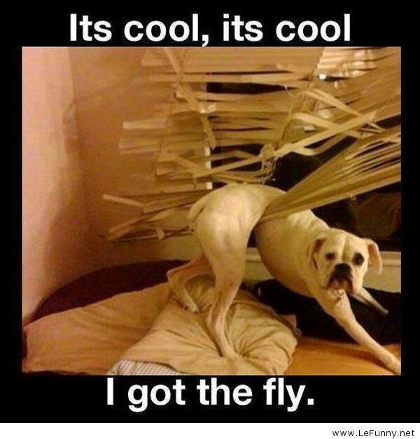 funny memes