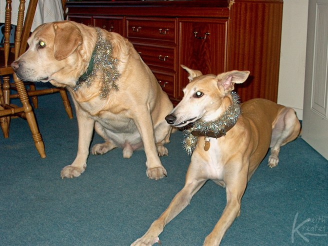 Two dogs