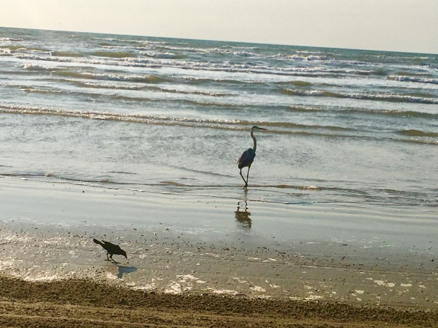 Peggy the Blue Heron