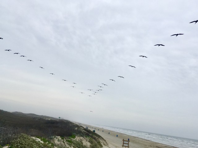 Pelicans