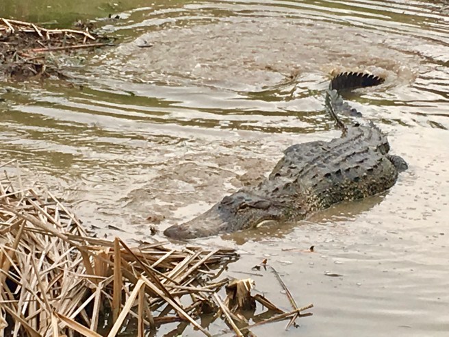 Alligator