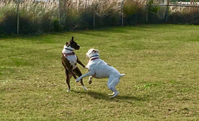 Lucy and Bailey