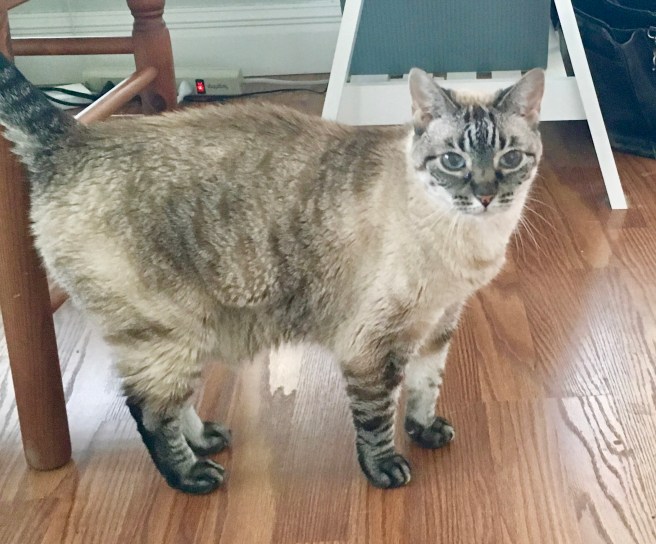 Stella
