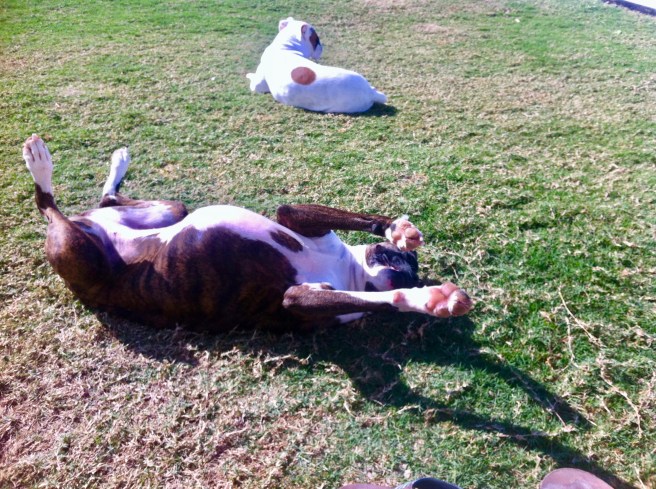 Lucy and Bailey