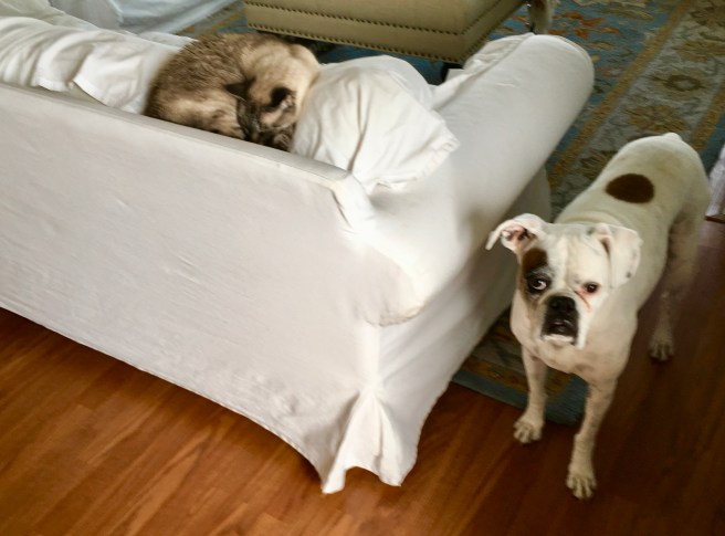Stella and Lucy