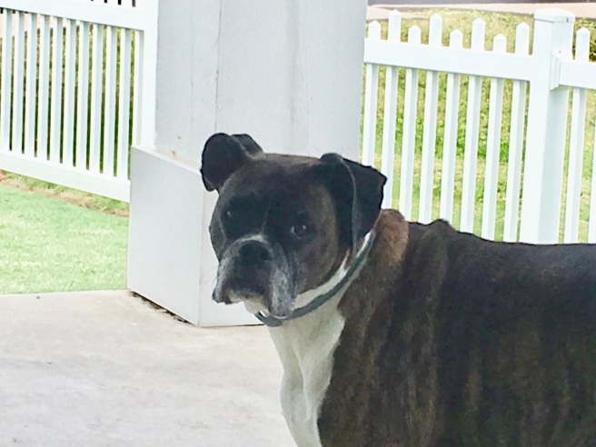 Bailey