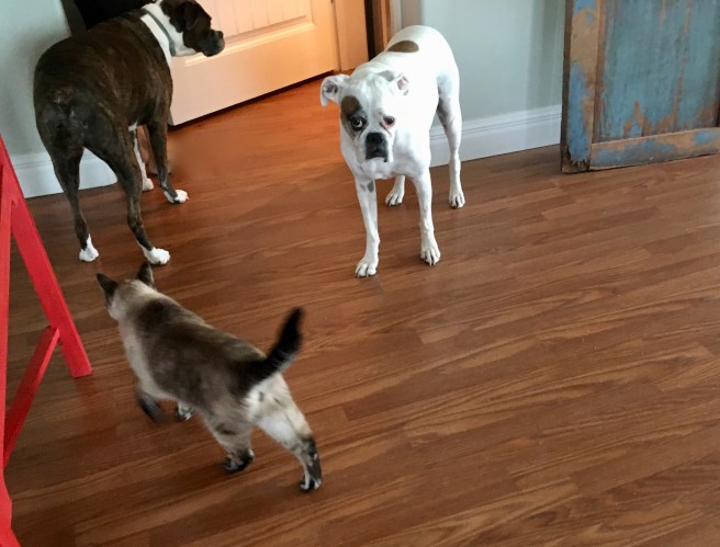 Stella, Lucy, Bailey