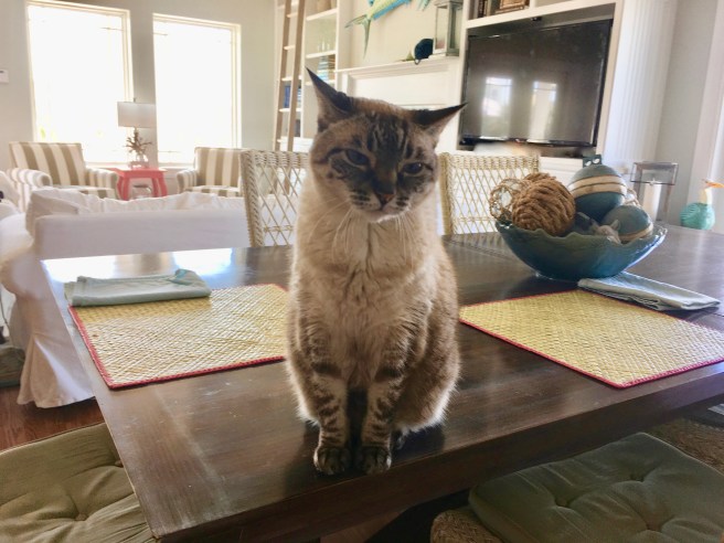 Stella