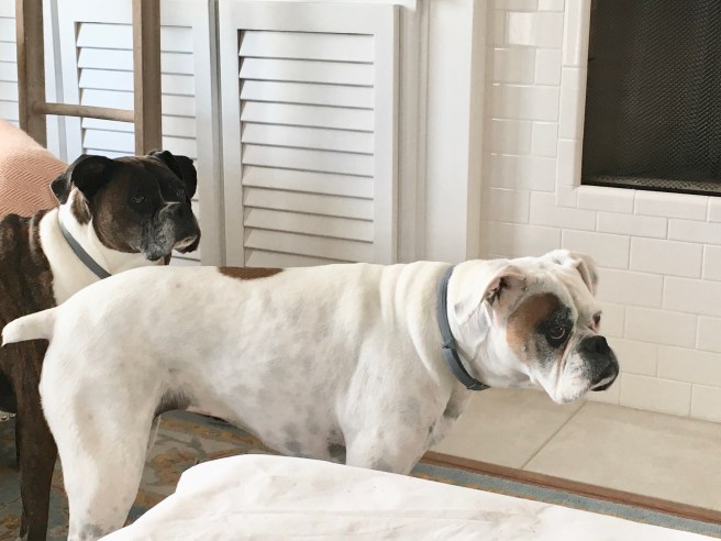 Bailey and Lucy