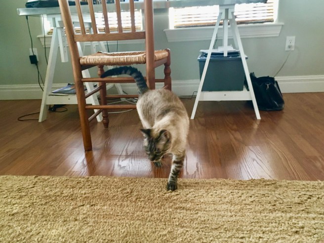 Stella