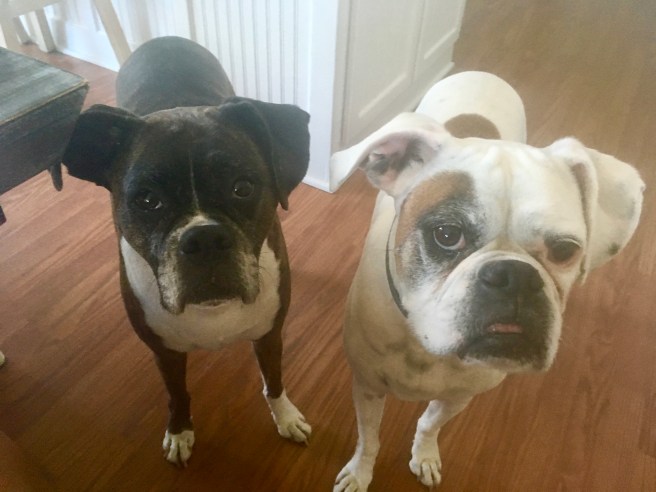 Lucy and Bailey