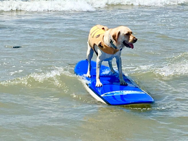Dog surfing