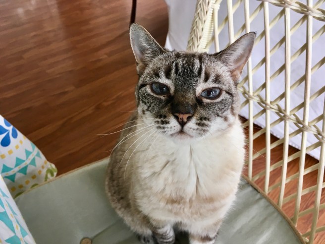 Stella