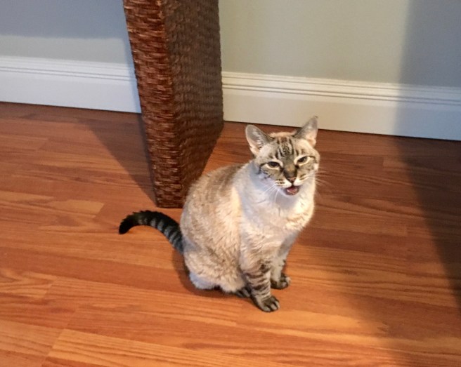 Stella
