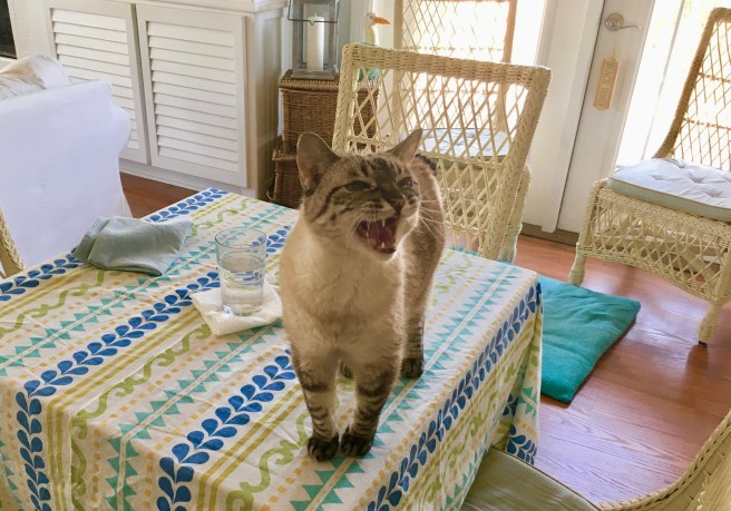 Stella