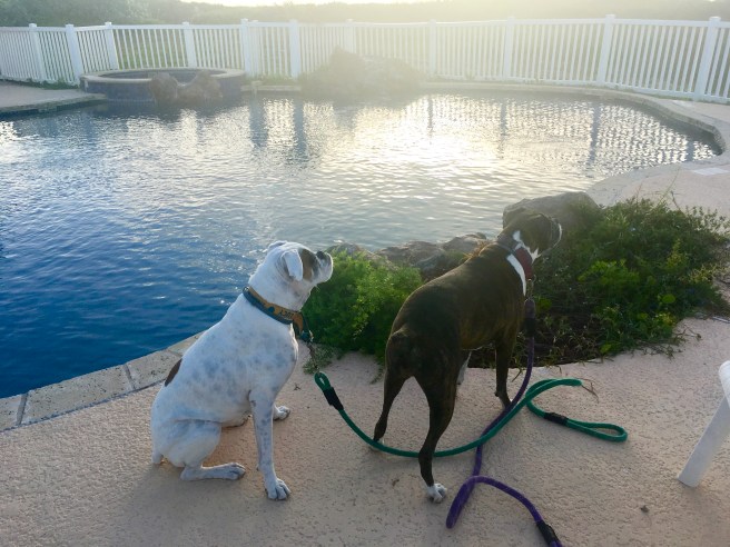 Lucy, Bailey, and Stella