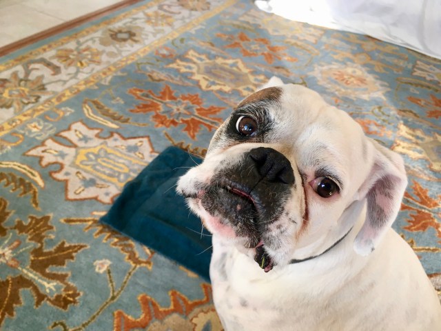 Lucy, Bailey, Stella