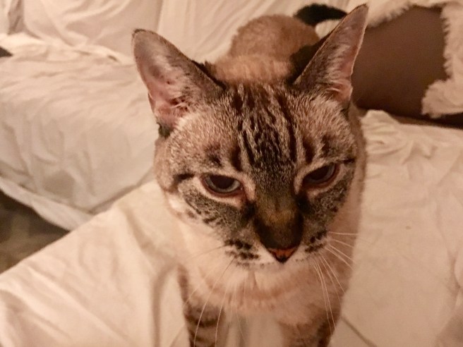 Stella
