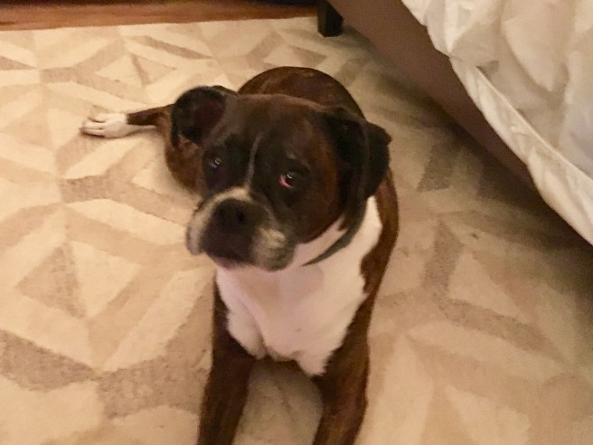 Bailey