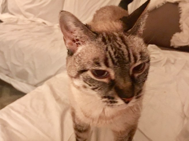 Stella