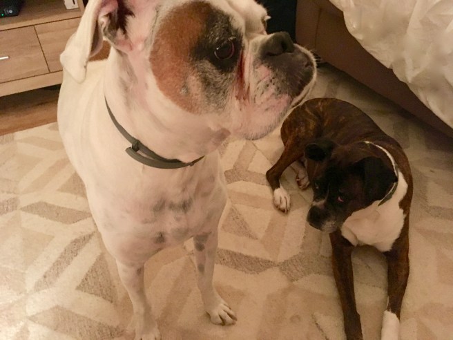 Lucy and Bailey
