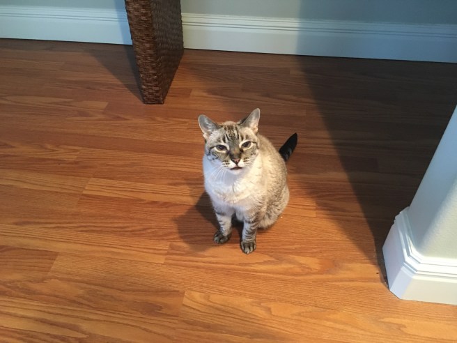 Stella