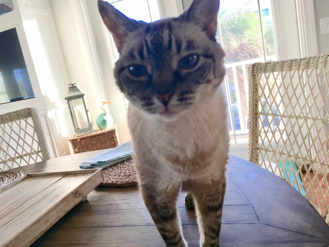 Stella
