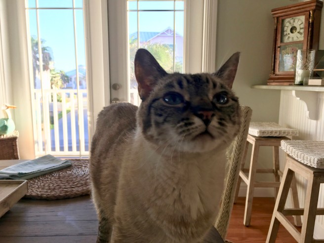 Stella
