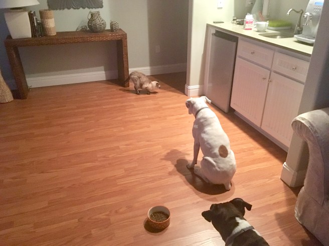 Stella, Lucy. Bailey