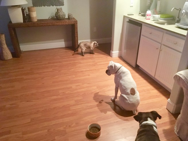 Stella, Lucy, Bailey