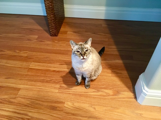Stella