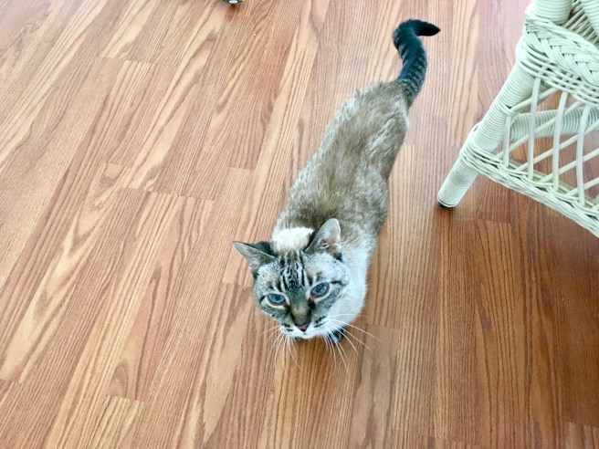 Stella