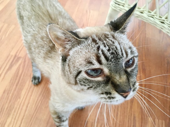 Stella