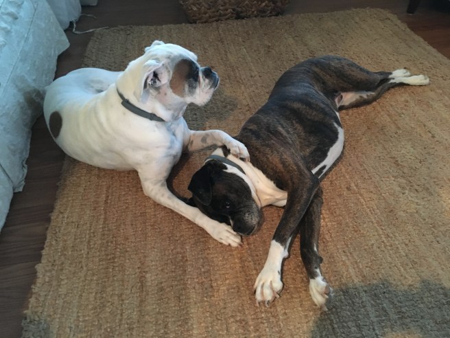 Lucy and Bailey
