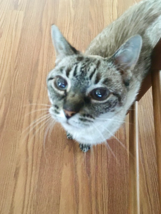 Stella