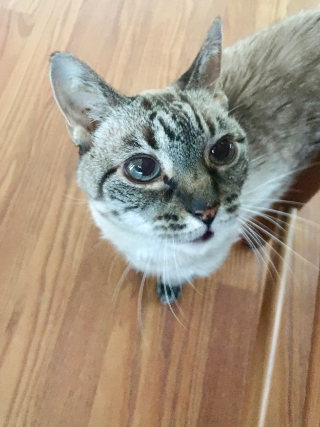 Stella