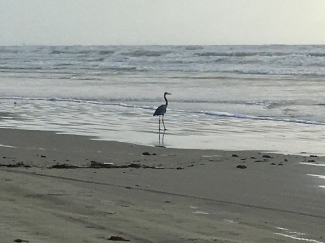 Heron