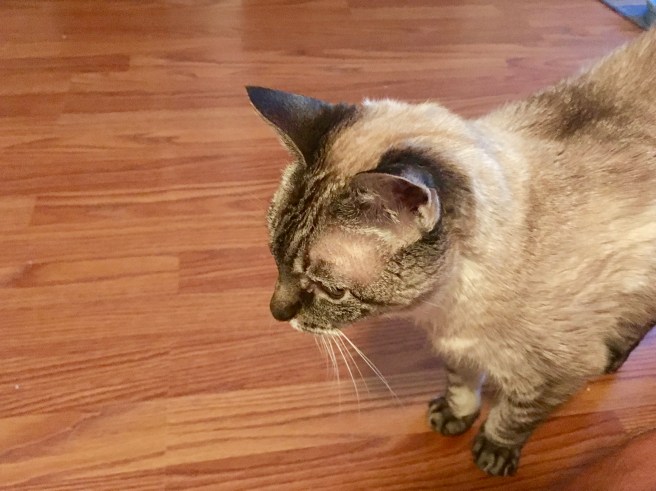 Stella