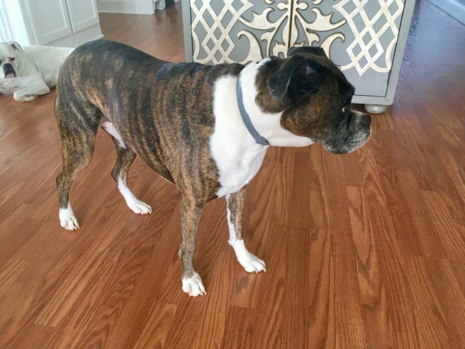 Bailey