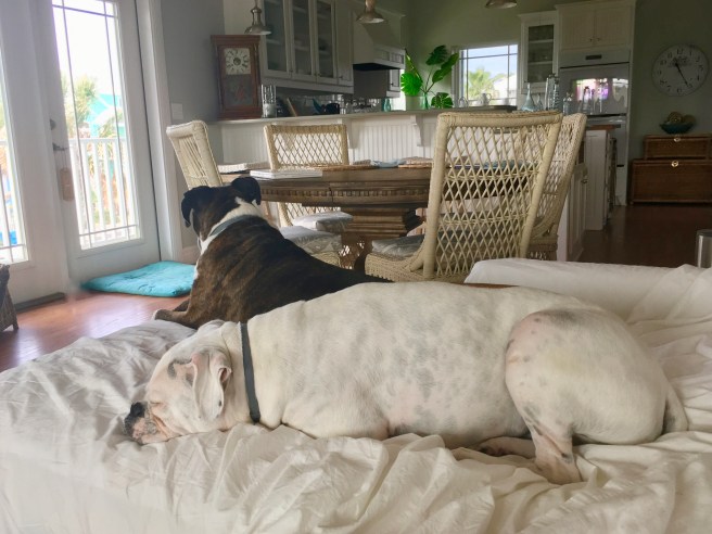 Lucy and Bailey