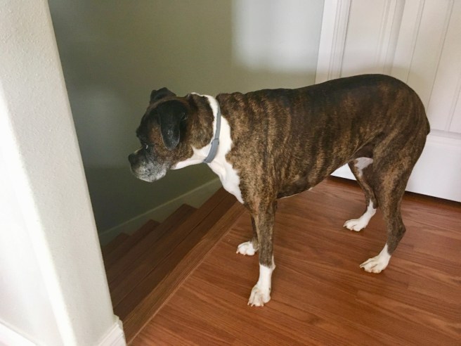 Bailey