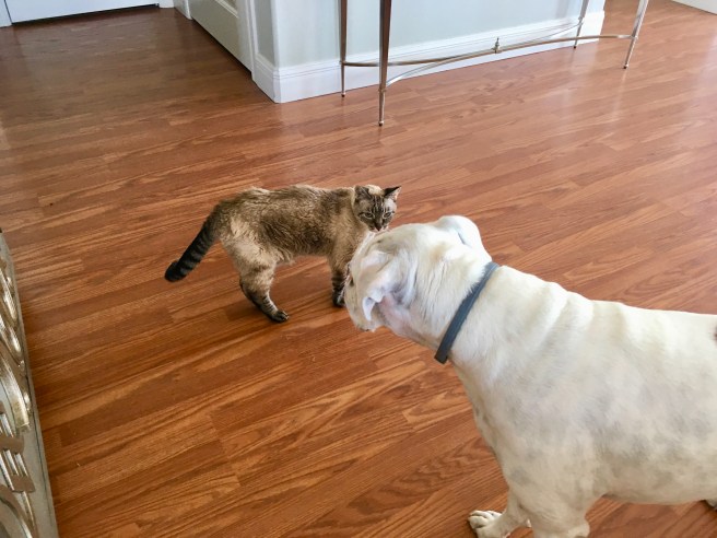 Lucy and Stella