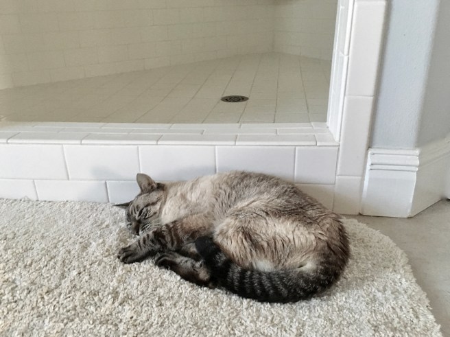 Stella