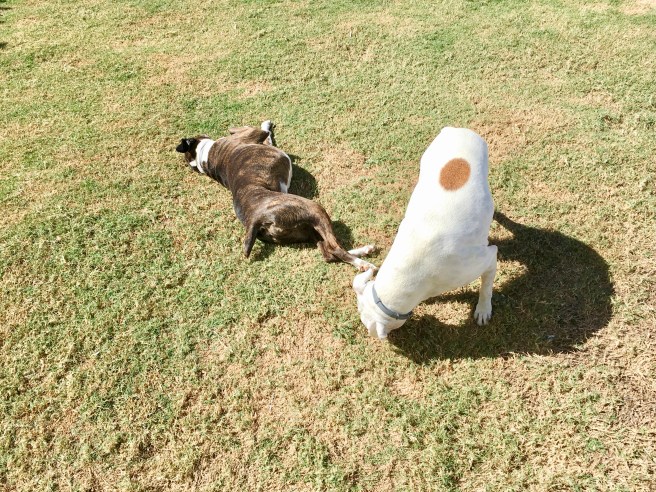 Lucy and Bailey