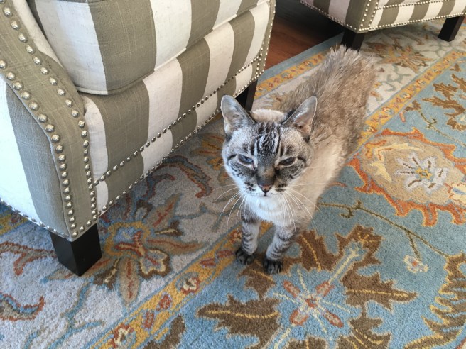 Stella