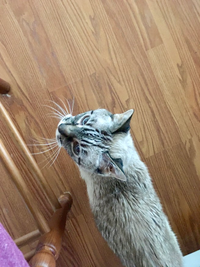 Stella 