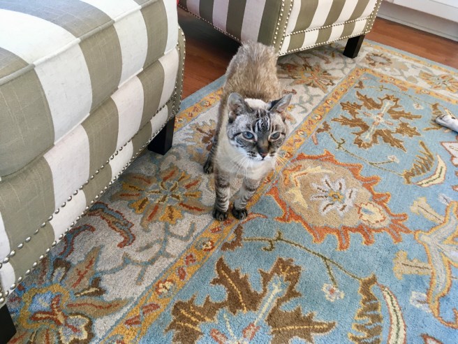 Stella