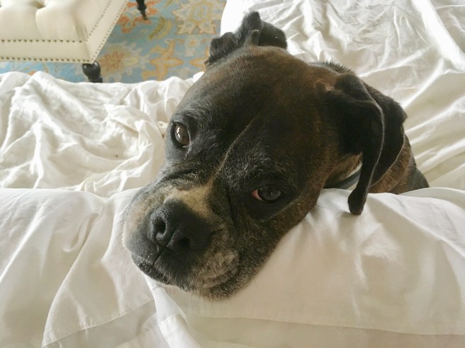 Bailey