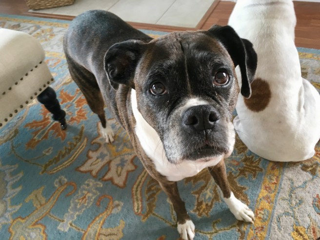 Bailey