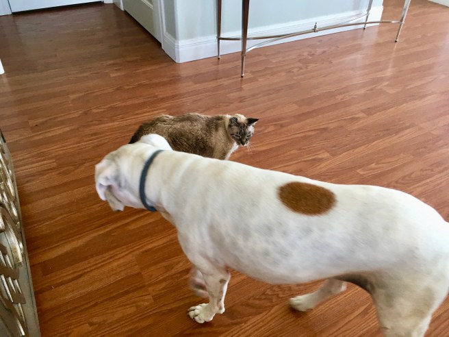 Stella and Lucy